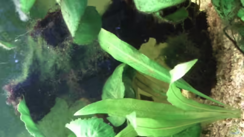 Moorkienwurzel in der Mitte des Aquariums ,linke seite steht auf einem Lochstein von mikael38 (20)