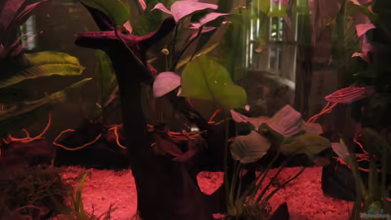 Moorkienwurzel in der Mitte von Thomas Ihle (4)