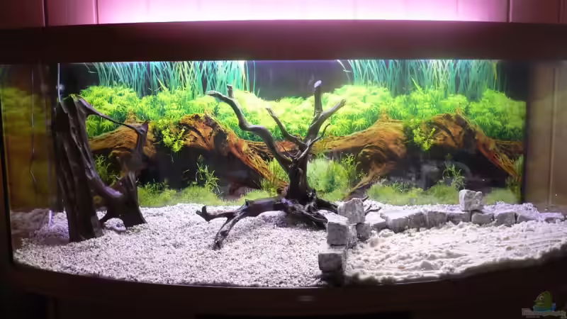 Moorkienwurzel links Rote Moorkienwurzel Mitte von Steffen Rübsam (16)