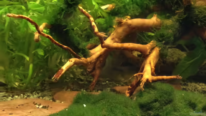 Moorkienwurzel mit angebundenen Moosen von Pillemann77 (11)