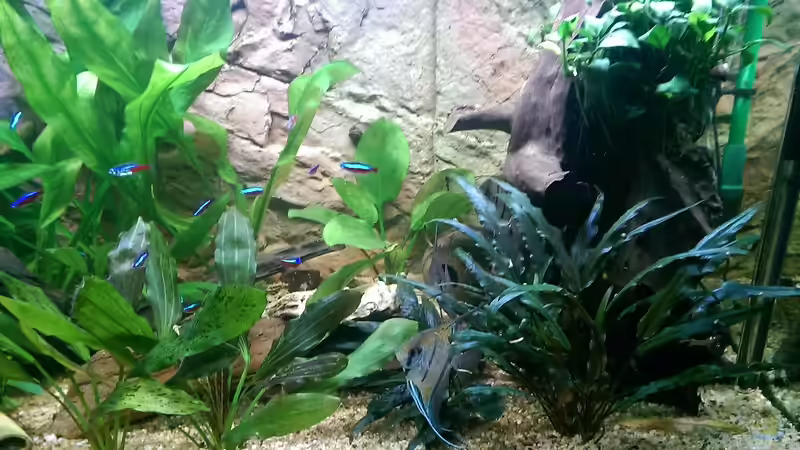 Moorkienwurzel mit Anubis,Tonrückwand uvm von Ottche (87)