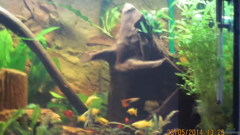 Moorkienwurzel mit Anubis von Ottche (58)