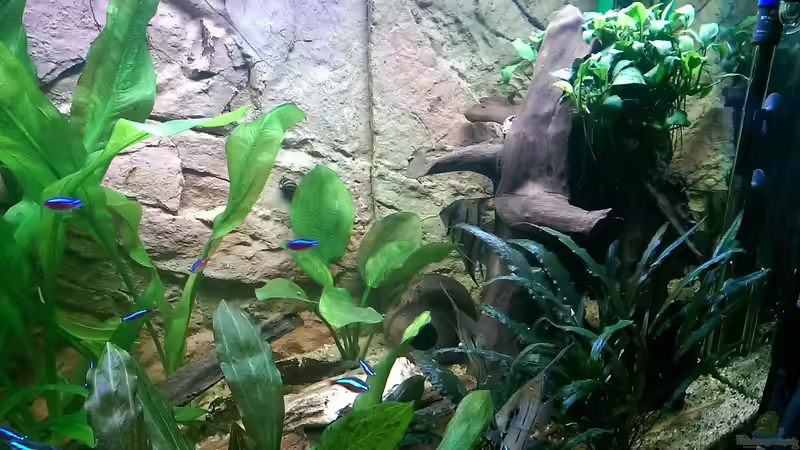 Moorkienwurzel mit Anubis von Ottche (85)