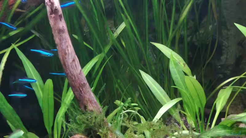 Moorkienwurzel mit ???Christmas Moos??? von Lance Hardwood (40)