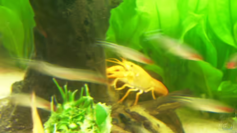 Moorkienwurzel mit Harry von Manfred Urlaß (4)