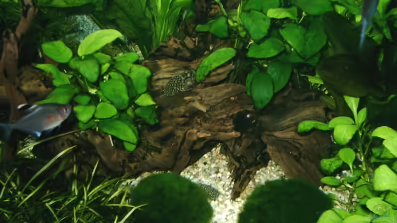 Moorkienwurzel mit Höhlen von nightdiver (6)