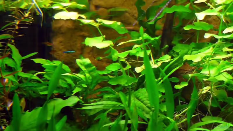 Moorkienwurzel mit Javafarn, Javamoos und Anubia spec.barteri  auf Stein gepflanzt von Sabrina & Dirk Bergmann (41)