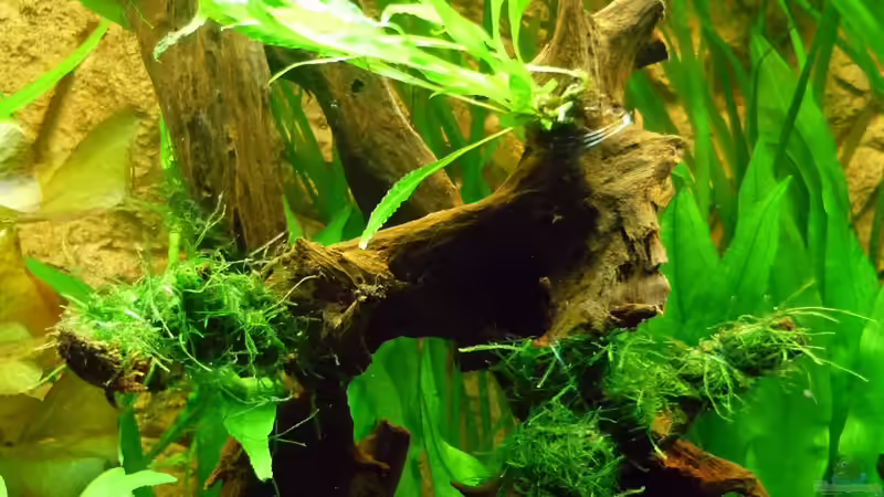 Moorkienwurzel mit Javafarn, Javamoos von Sabrina & Dirk Bergmann (32)