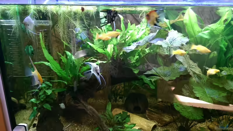 Moorkienwurzel,mit Javafarn bepflanzt von Ottche (67)