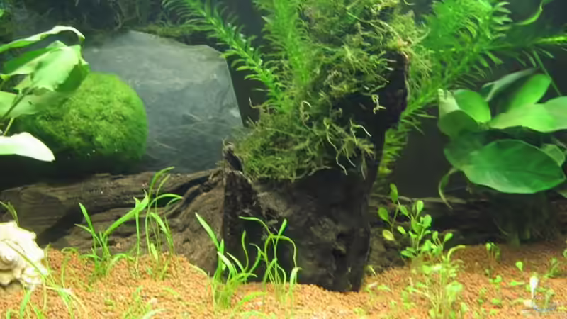 Moorkienwurzel mit Javamoos umwickelt und rechts ist die Anubie angebunden von gestresster (Sven) (11)