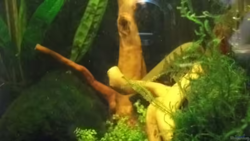 Moorkienwurzel mit Javamoos von sandybunny (9)