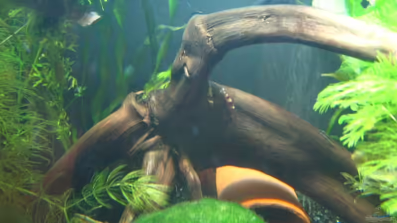 Moorkienwurzel mit Red Bee und Ablaichhöhle für L144 von Sascha Gerber (7)