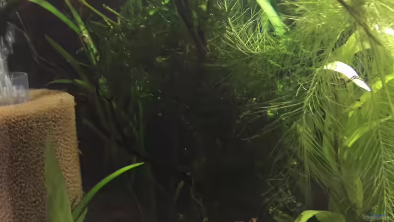 Moorkienwurzel mit Weepingmoos von Danny (19)