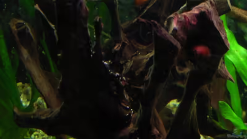 Moorkienwurzel mit Zebrarennschnecken von Oliver Czaika (17)