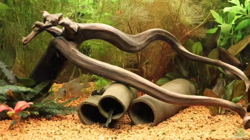 Moorkienwurzel und Tonröhren von Heiko Oeding (10)