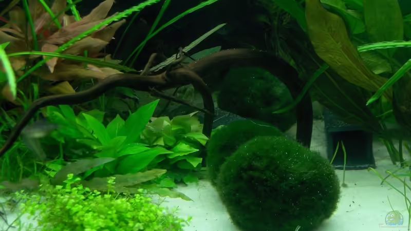 Moorkienwurzel und Welsgarage von Der Siems (26)