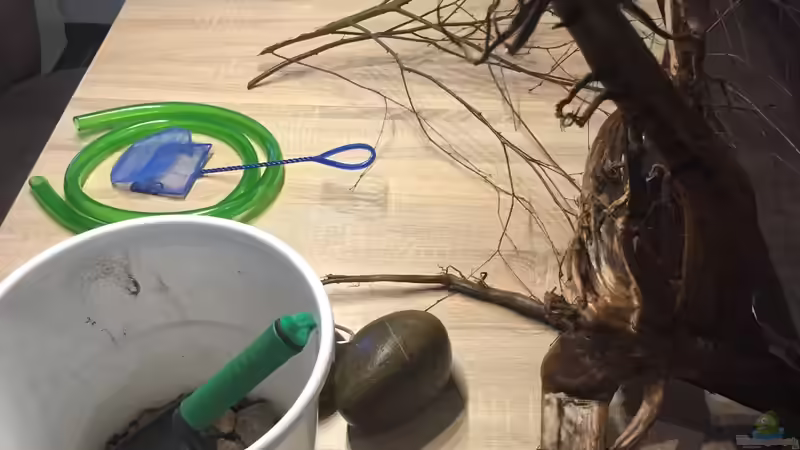 Moorkienwurzel von Andy Garnier (11)