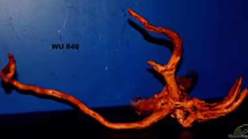 Moorkienwurzel von Annika (6)