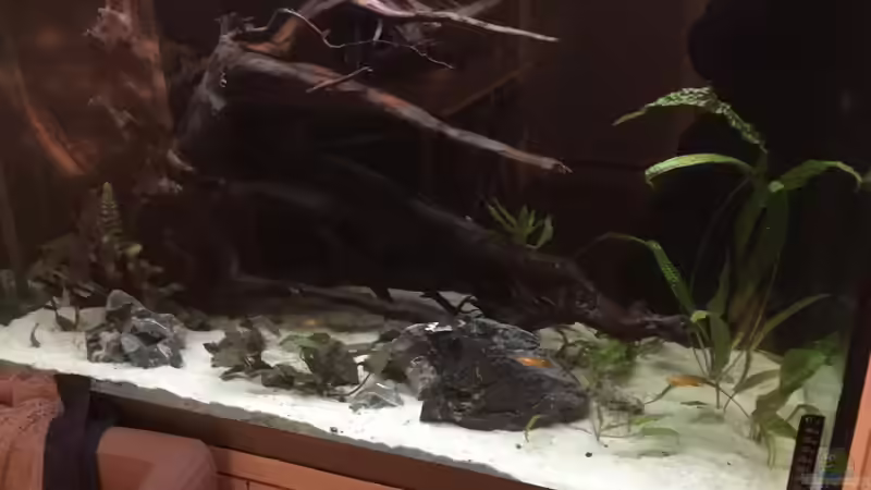 Moorkienwurzel von Basti@ (17)