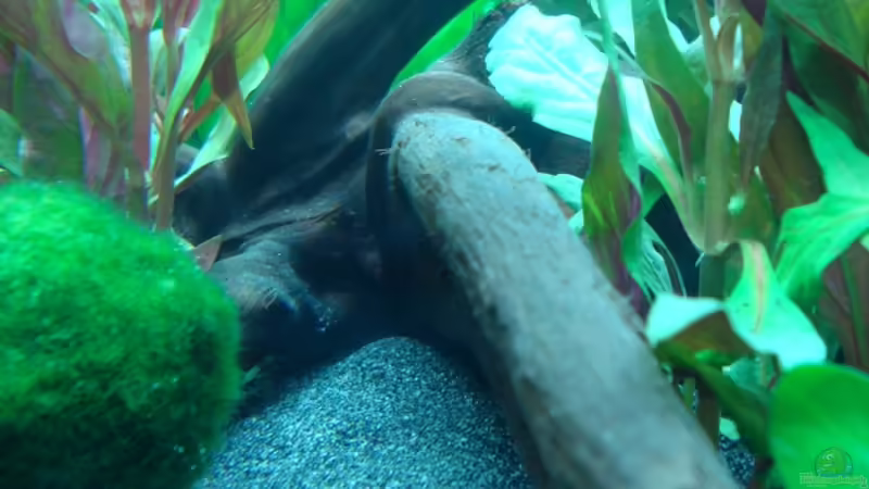 Moorkienwurzel von Daniel Eder (15)