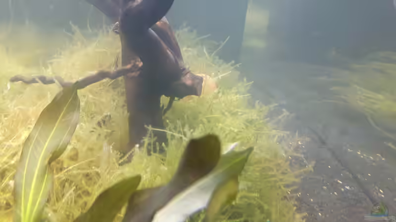 Moorkienwurzel von der Seite von Kaddi (14)