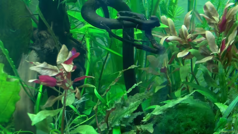 Moorkienwurzel von Der Siems (25)