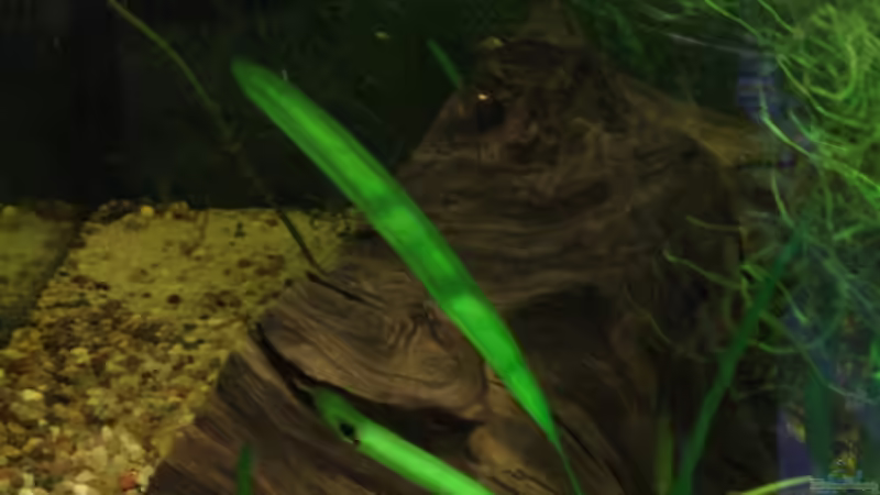 Moorkienwurzel von Fabse (6)