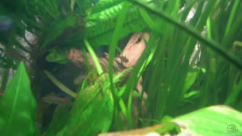 Moorkienwurzel von Holger Freiwald (14)