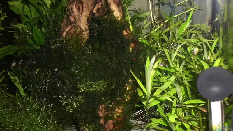 Moorkienwurzel von Katzenmutti (7)