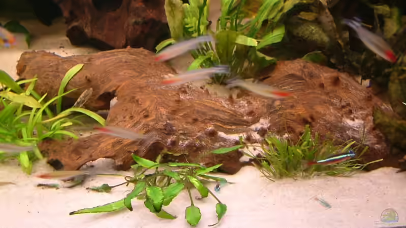 Moorkienwurzel von Oliver Schürmann (14)