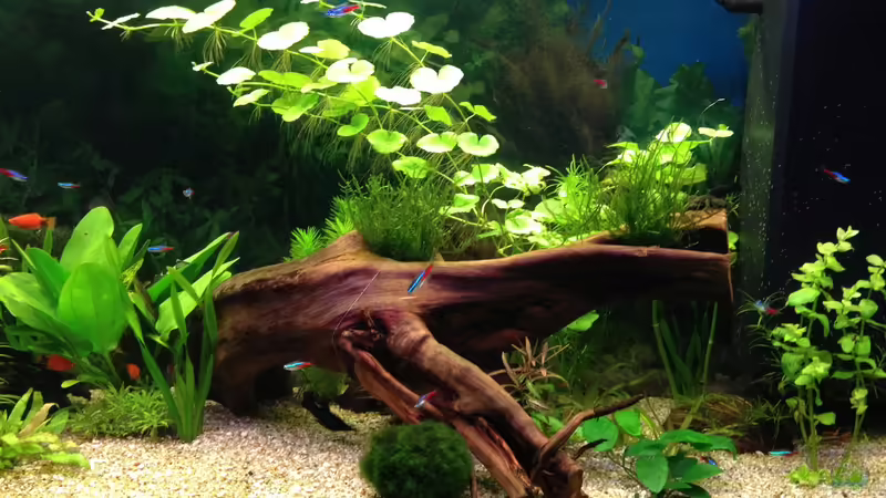 Moorkienwurzel von Oskar (12)