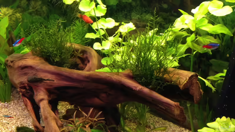 Moorkienwurzel von Oskar (13)