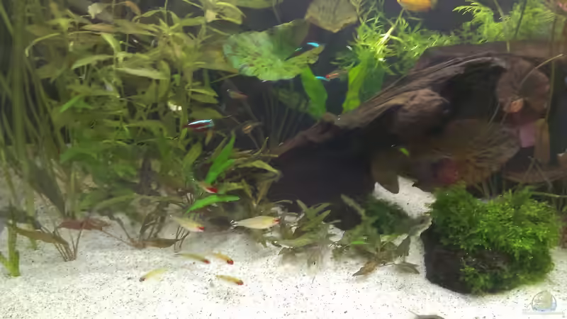 Moorkienwurzel von Pflanzenfreund (14)