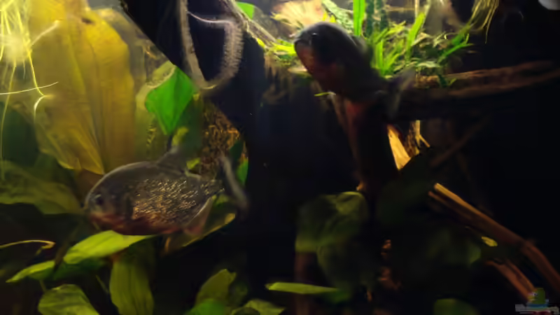 Moorkienwurzel von Pülschi 87 (2)