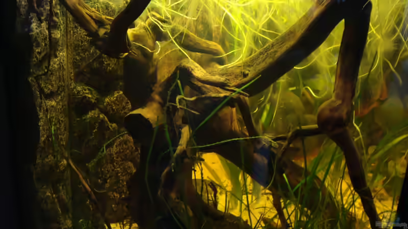 Moorkienwurzel von Pülschi 87 (24)