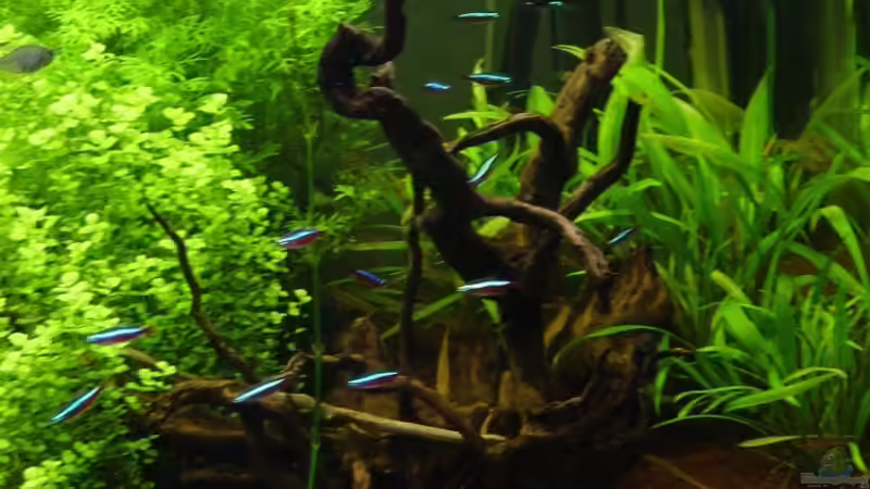 Moorkienwurzel von Reinhard (5)