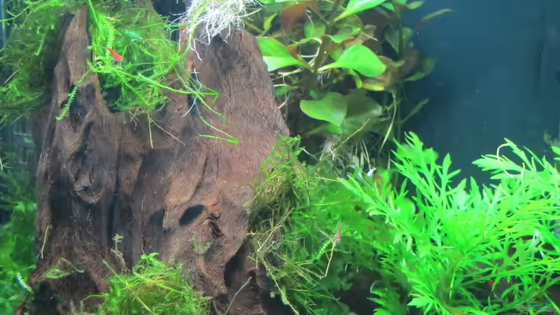 Moorkienwurzel von Sarah (13)