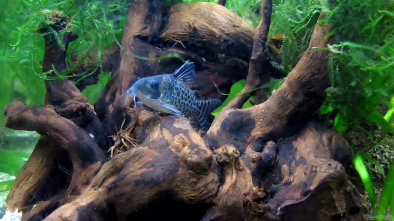 Moorkienwurzel von Stefan Peter (13)