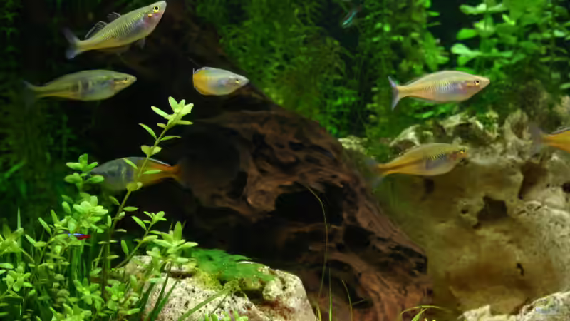 Moorkienwurzel von Thomas Krahmer (12)