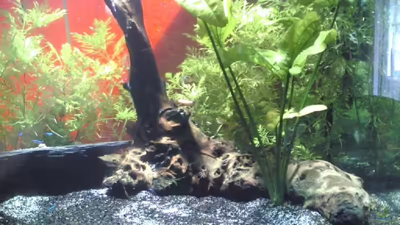 Moorkienwurzel von Thomas Stadlmayr (3)