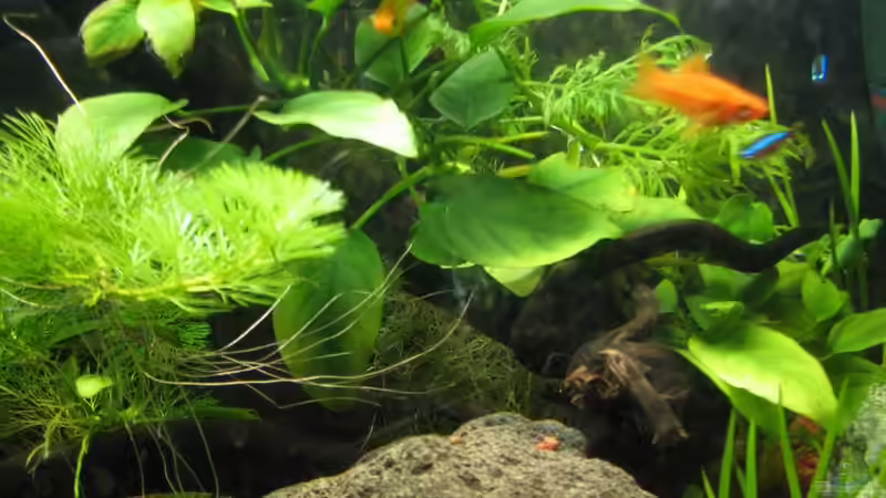 Moorkienwurzel von Tobi Hansen (5)