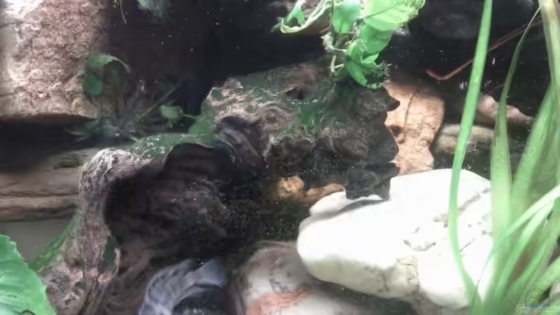 Anubias Bonsai im Aquarium pflegen (Einrichtungsbeispiele mit Bonsai Zwergspeerblatt)