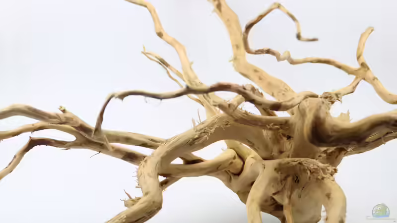 Moorkienwurzel XL von Aquarienlandschaften (26)