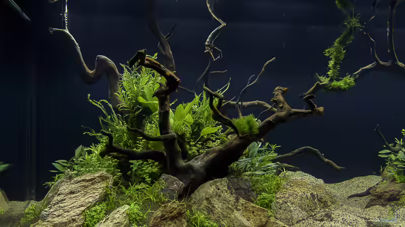 Moorkienwurzel XL von JARB (32)