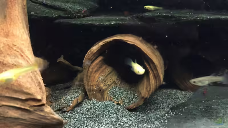 Moorkienwurzelhöhle von Danny (11)