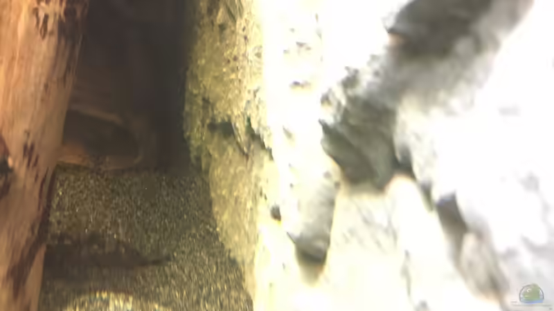 Moorkienwurzelhöhle von Danny (37)