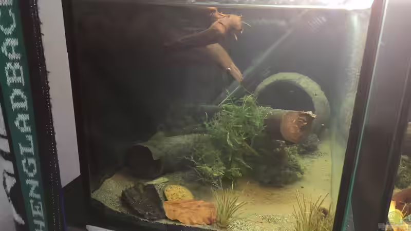 Moorkienwurzeln, Laub, Kokosnusshöhle von Danny (12)