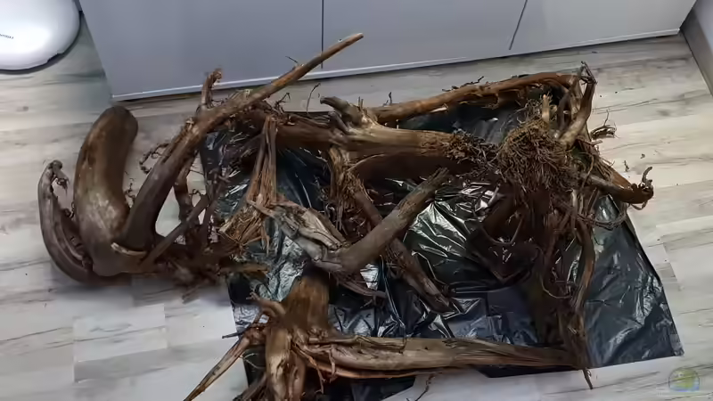 Moorkienwurzeln  von Mel (15)