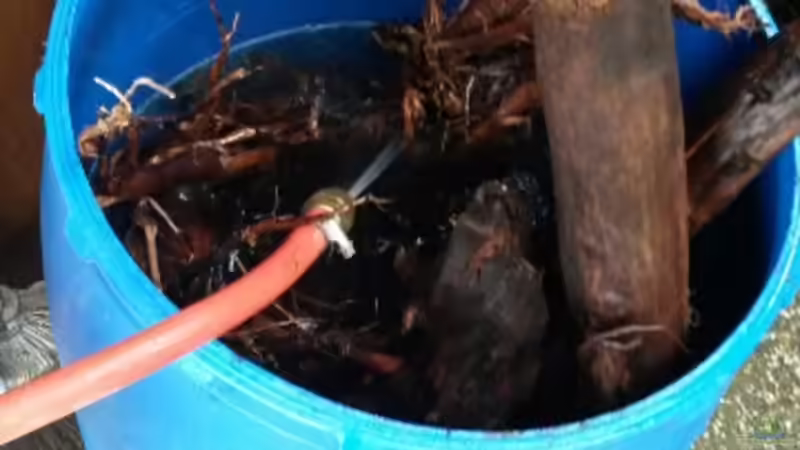 Moorkienwurzeln beim Vorwässern von Markaroni (35)