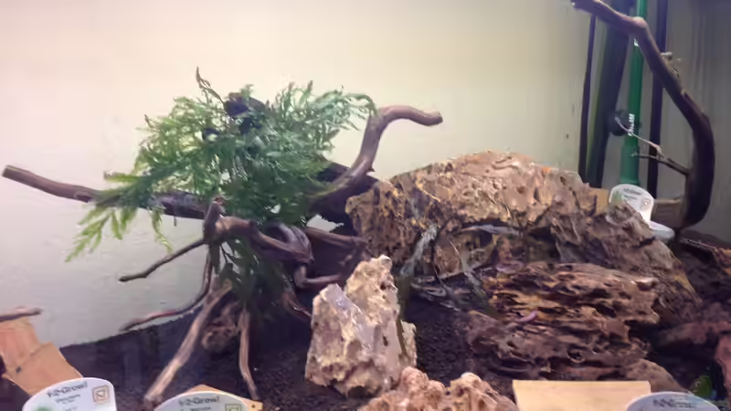 Moorkienwurzeln und Drachensteine von Olle696 (18)